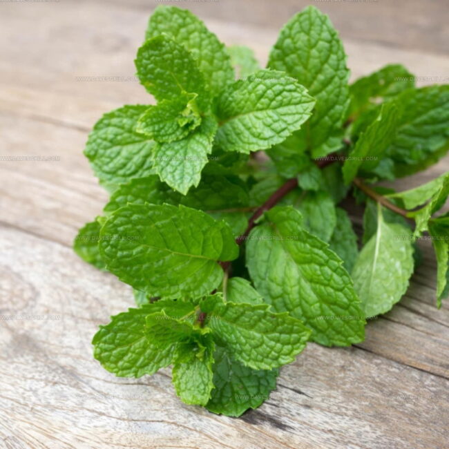 Mint Leaves