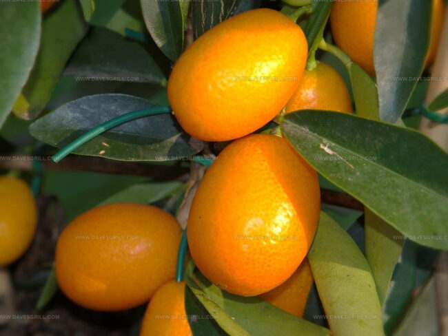 What Does Kumquat Taste Like?