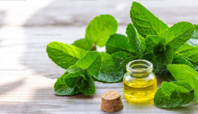 Characteristics of Peppermint Extract