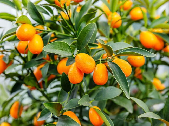 How to Tell If Kumquat Is Ripe