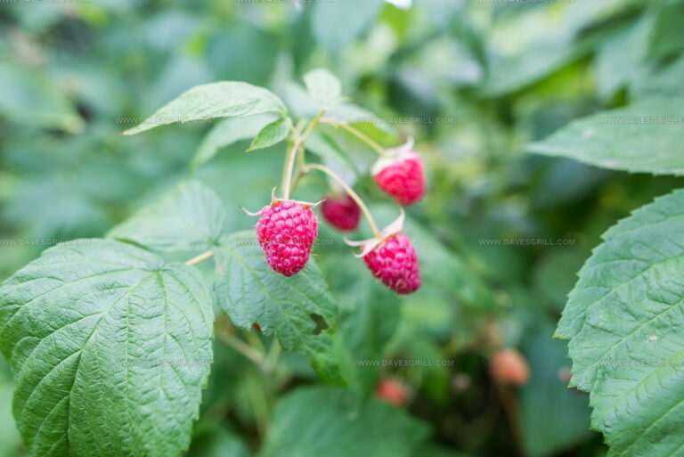 What Do Raspberries Taste Like? Sweet Bursts of Summer Joy