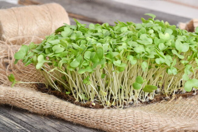 Arugula Microgreens
